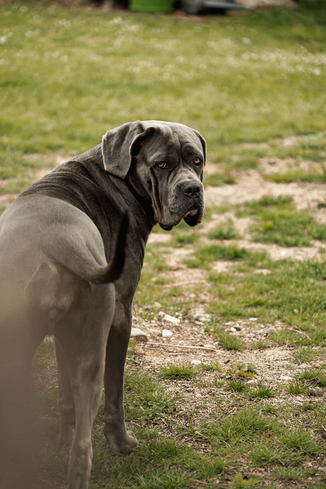 Unser Hofhund
