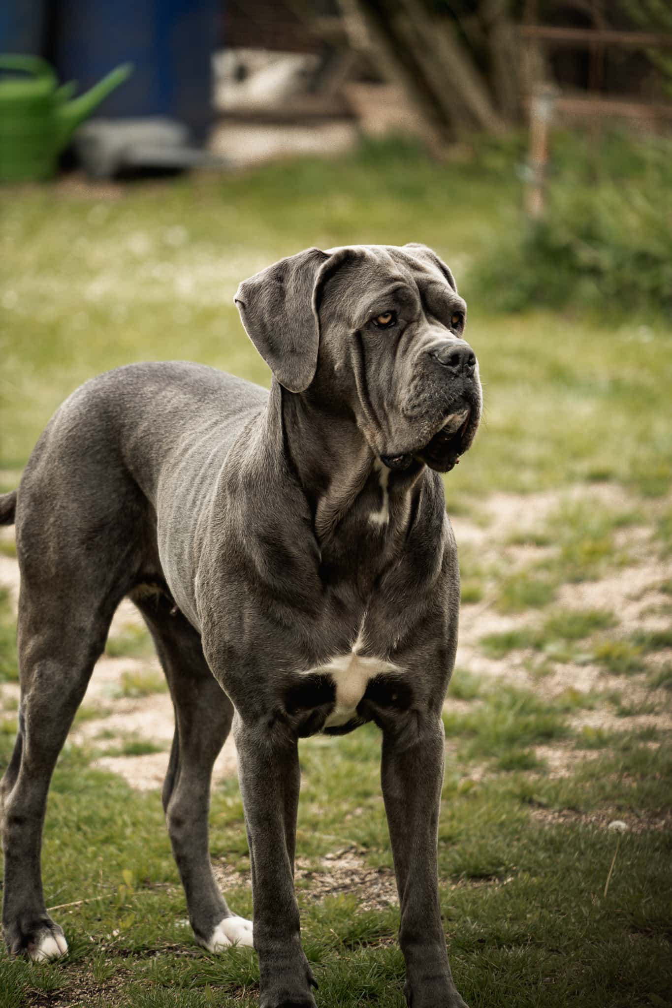 Unser Hofhund