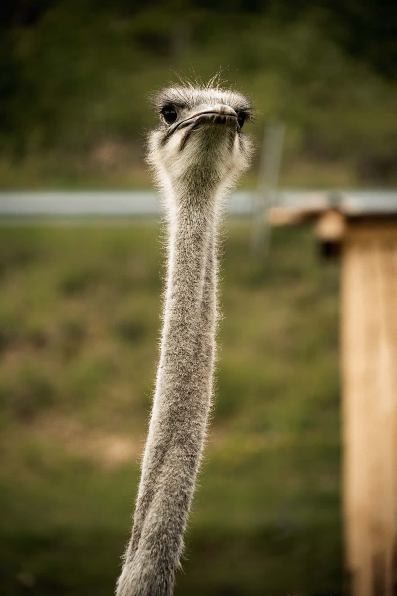 Jungtiere